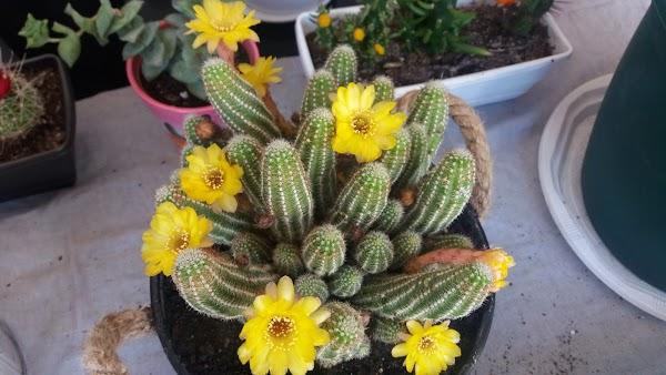 Imagen 19 Fotos Nico foto