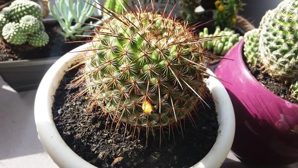 Imagen 20 Fotos Nico foto