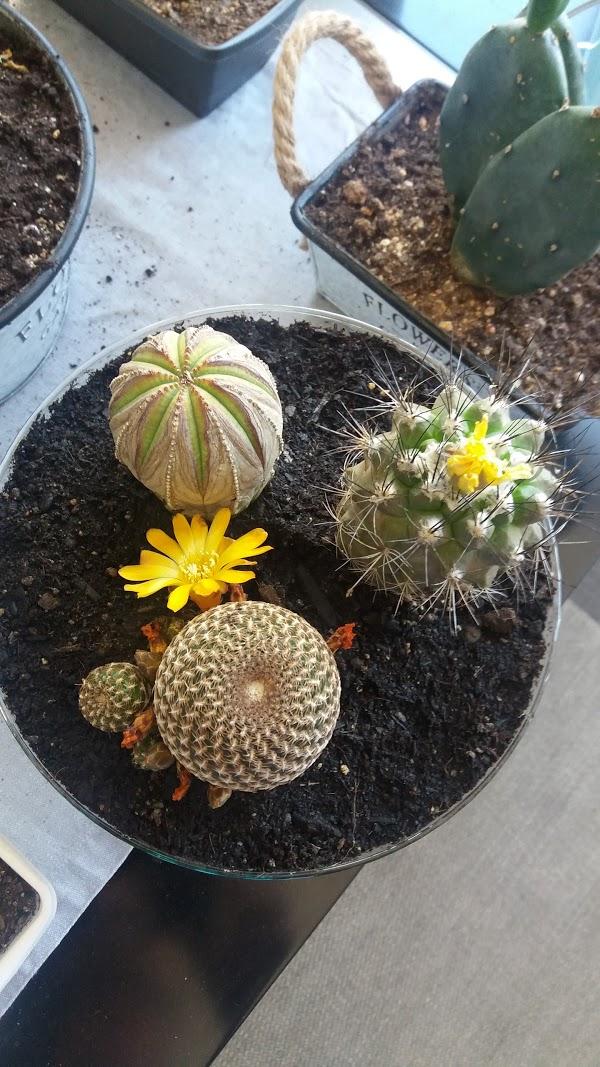 Imagen 21 Fotos Nico foto