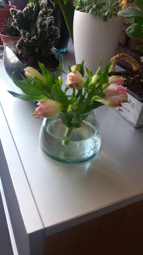 Imagen 23 Fotos Nico foto