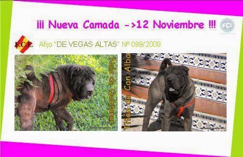 Imagen 1 Estructural TopLine foto