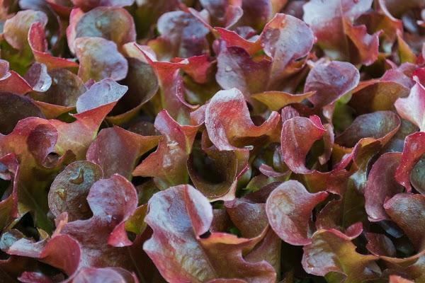 Imagen 4 Estructural TopLine foto