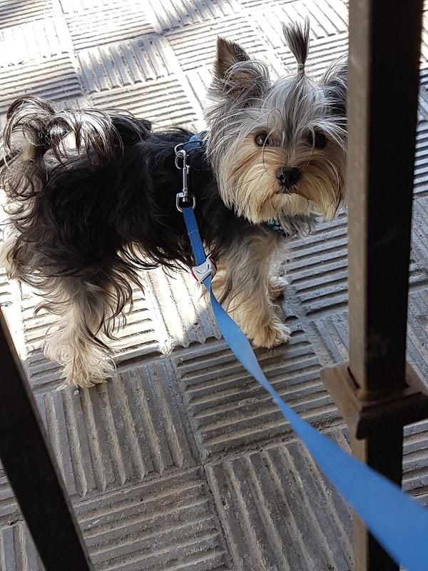 Imagen 27 Biblioteca del Nord foto