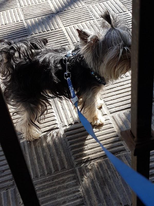 Imagen 37 Biblioteca del Nord foto