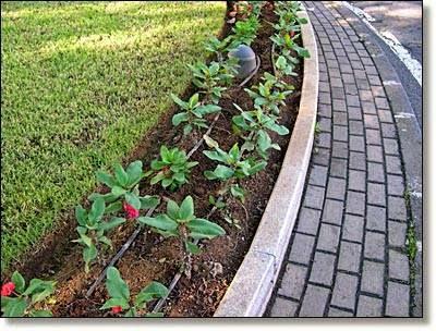 Imagen 59 Prunisa foto