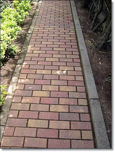 Imagen 74 Prunisa foto