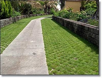 Imagen 91 Prunisa foto