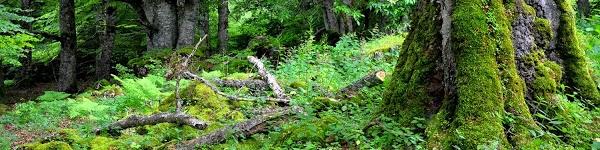 Imagen 1 NAVEGANDO A VELA - COSTA BRAVA foto