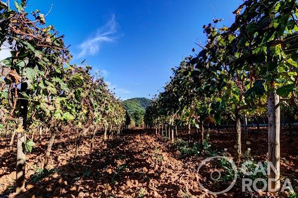 Imagen 62 Estortoldos ® foto