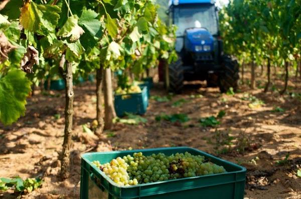 Imagen 74 Estortoldos ® foto