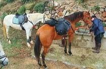 Imagen 7 El Bosque Encantado By Colegas foto