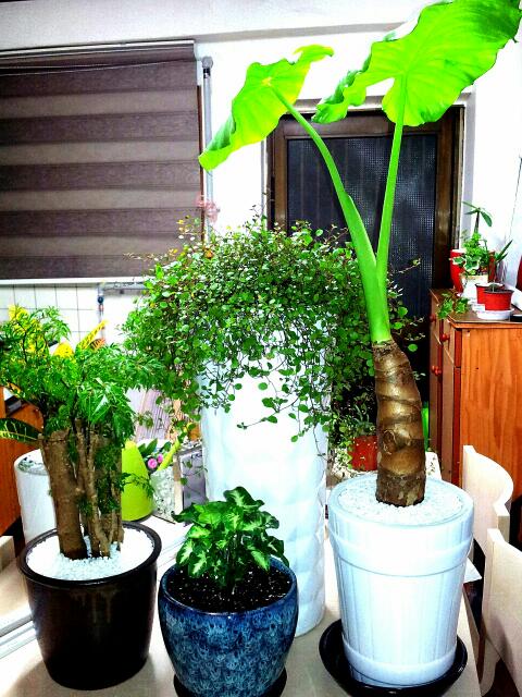 Imagen 2 Pamplona Unit I Elementary School foto