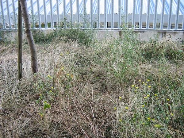 Imagen 20 Hotel Monopol foto