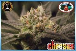 Imagen 3 Maderas Gili foto