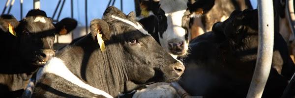 Imagen 19 Bar Marijose foto