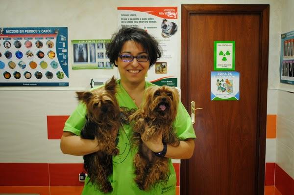 Imagen 39 Clinica Veterinaria El Reston foto