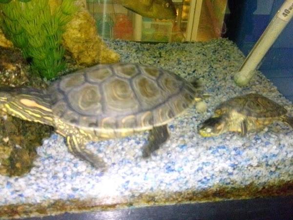 Imagen 1 Mesón la Tapa Chisquetes foto