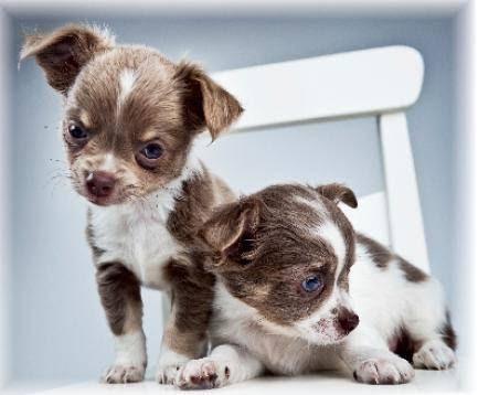 Imagen 18 Piscine Alfred Nakache foto