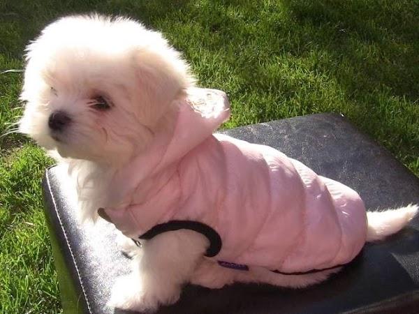 Imagen 26 Pet Launen , caprichos de mascotas foto
