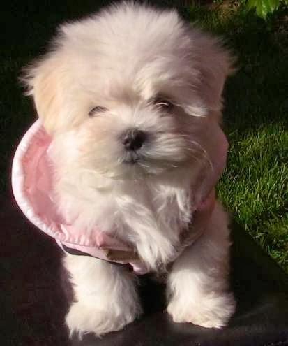 Imagen 28 Pet Launen , caprichos de mascotas foto