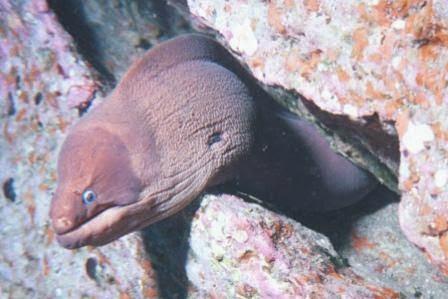 Imagen 6 Teide Divers foto