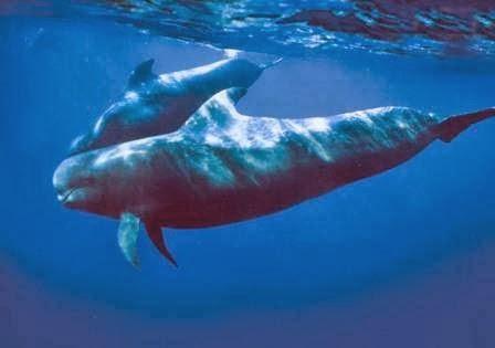 Imagen 7 Teide Divers foto