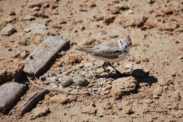 Imagen 38 Novias Yolan Cris foto