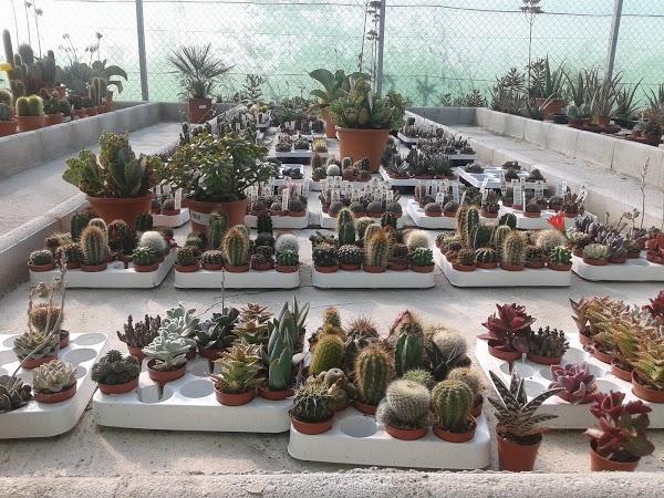 Imagen 144 Vivero Arroyo de la Miel foto