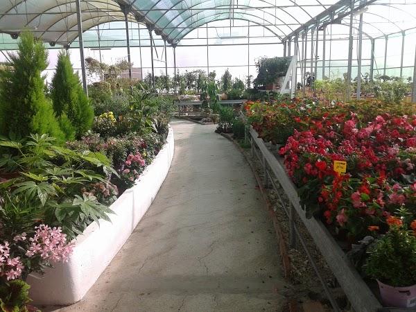 Imagen 147 Vivero Arroyo de la Miel foto