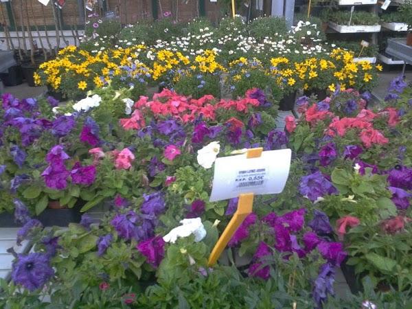 Imagen 152 Vivero Arroyo de la Miel foto