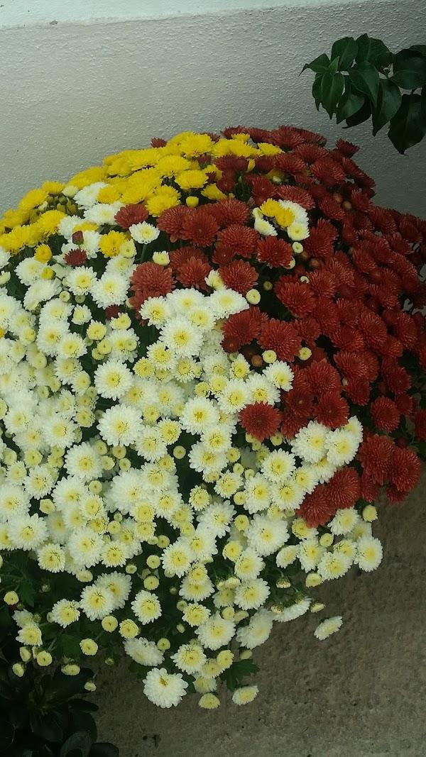 Imagen 156 Vivero Arroyo de la Miel foto