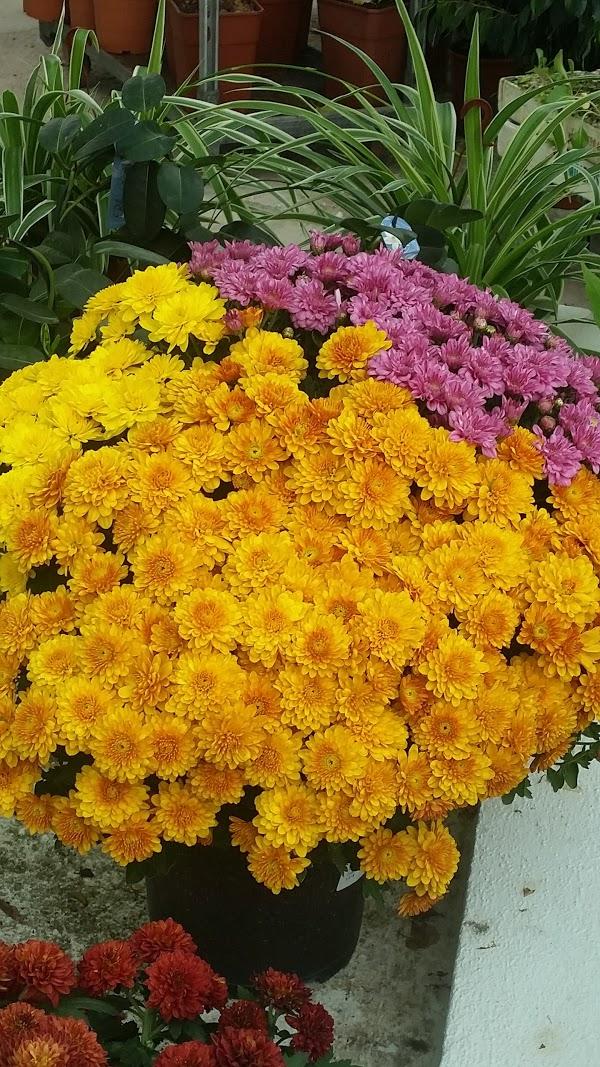 Imagen 209 Vivero Arroyo de la Miel foto