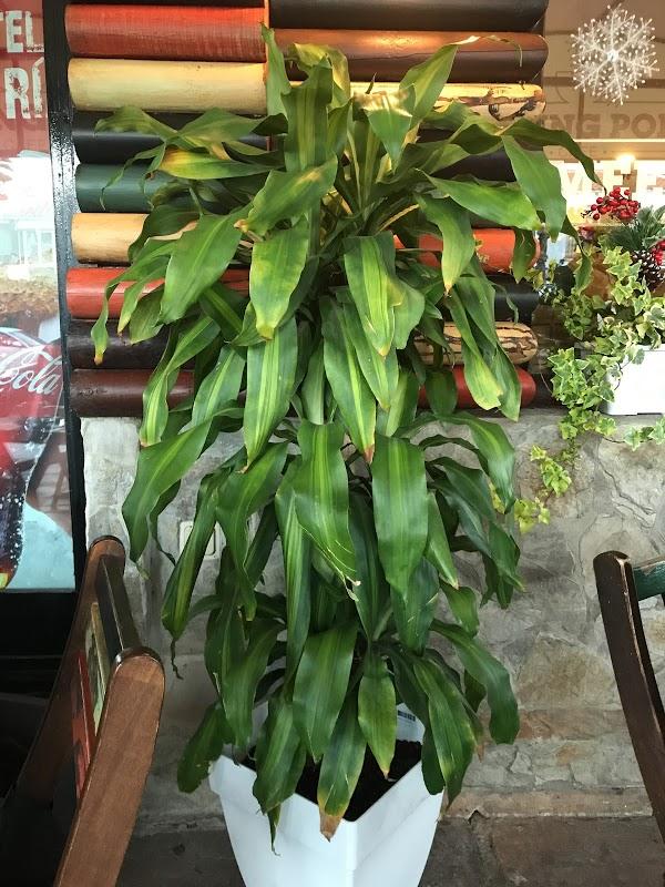 Imagen 287 Vivero Arroyo de la Miel foto