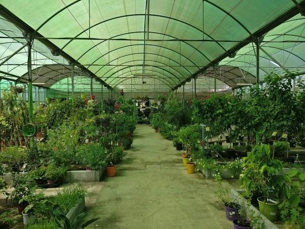 Imagen 290 Vivero Arroyo de la Miel foto