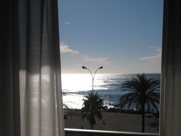 Imagen 31 Badi, Peluqueria Canina. foto