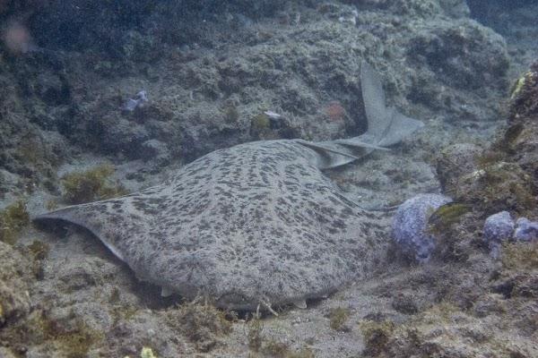 Imagen 72 Radio Despí foto