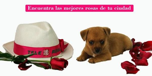Imagen 130 Cruz Roja Mexicana foto
