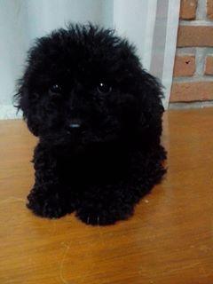 Imagen 1 ENRIQUE TOMAS - CC Via Sabadell foto