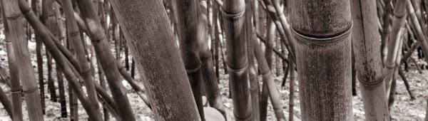 Imagen 7 Casa Bera foto