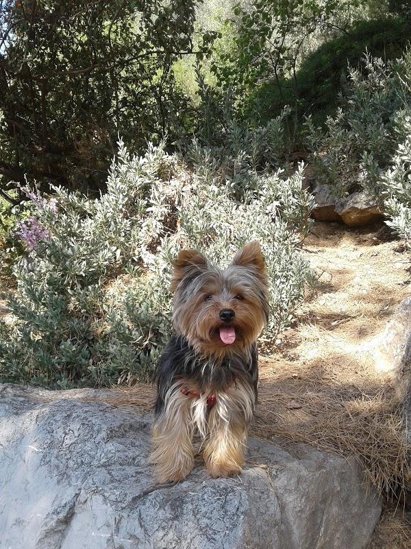 Imagen 710 Jardins del Turó del Putxet foto