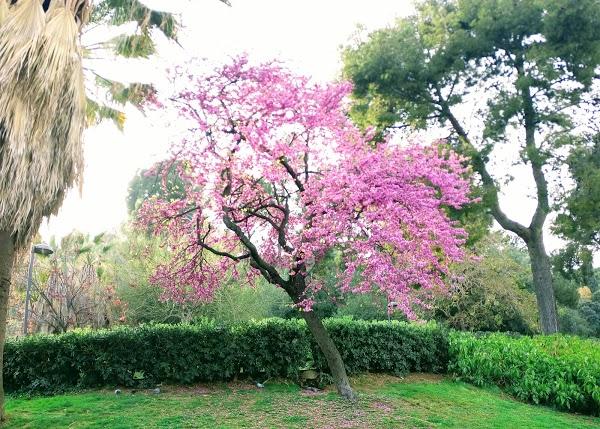 Imagen 824 Jardins del Turó del Putxet foto