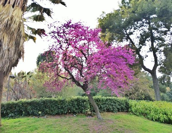 Imagen 868 Jardins del Turó del Putxet foto