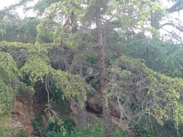 Imagen 900 Jardins del Turó del Putxet foto