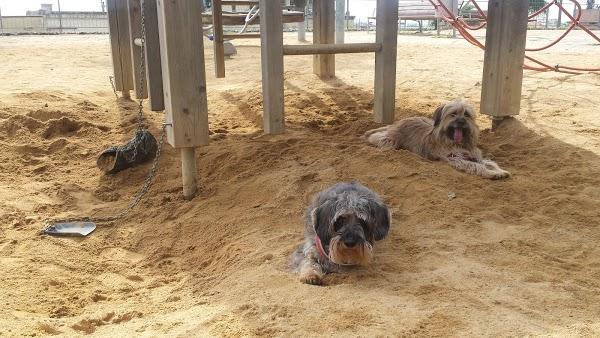 Imagen 907 Jardins del Turó del Putxet foto