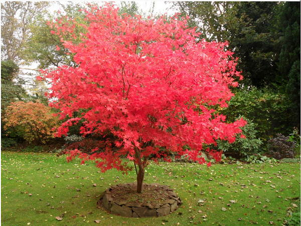 Imagen 41 Pimienta Verde - Creative Styling - Peluquería foto