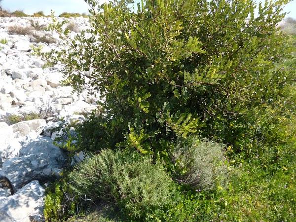 Imagen 4 Desembocadura del Guadalhorce foto