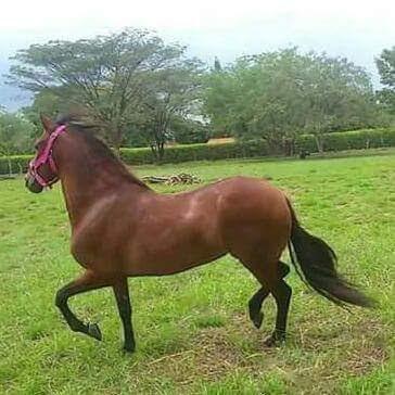 Imagen 24 El Mohicano Caza, Pesca y Camping foto