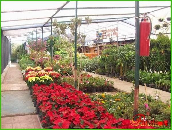 Imagen 21 vivero PARAISO foto
