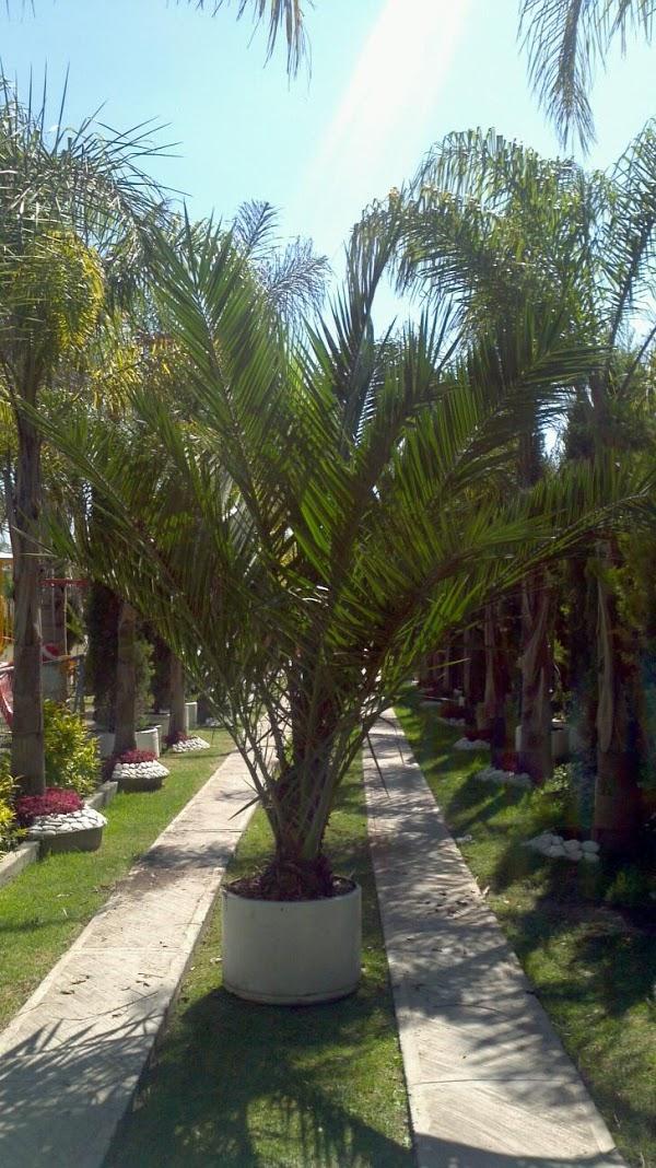 Imagen 27 vivero PARAISO foto