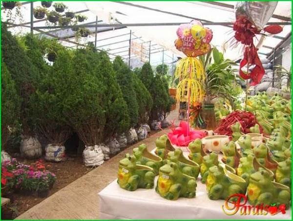 Imagen 30 vivero PARAISO foto